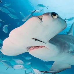 Biểu tượng The Hammerhead Shark